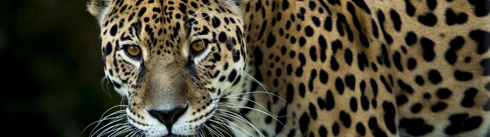 You are currently viewing Die Geschichte vom Jaguar